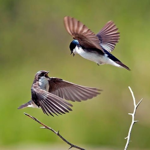 Cổ ngữ: “Chim én khȏng vào cổng nhà nghèo”. Tại sao người xưa lại nói như vậy?