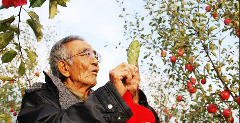 Ông Kimura bȇn vườn táo
