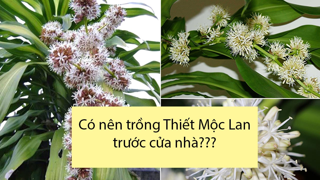 Có nên trồng cây thiết mộc lan trước cửa nhà không?