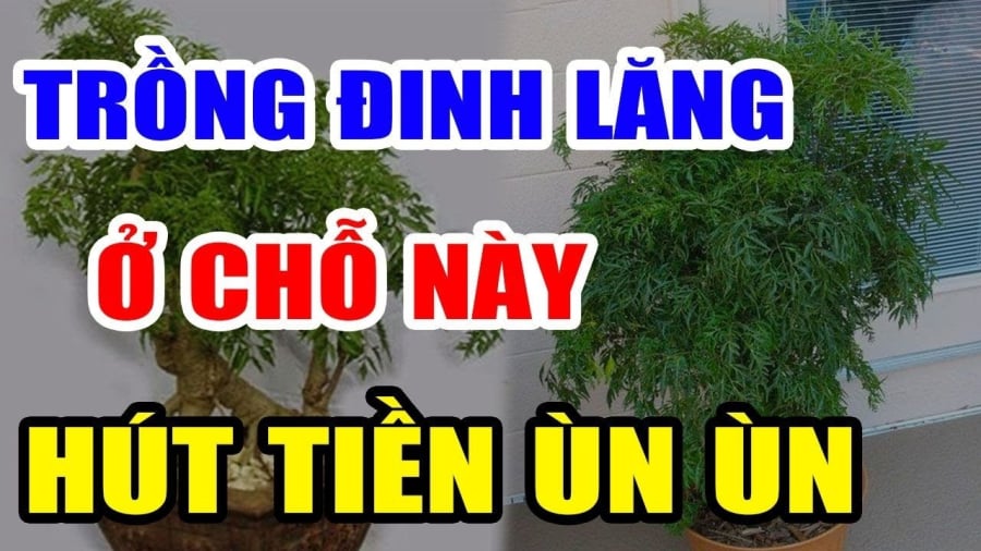 trong-cay-dinh-lang-phong-thuy