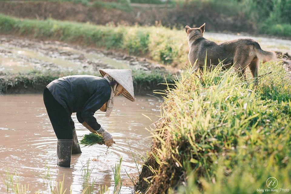 Hình ảnh người mẹ già tần tảo lo cho con 33