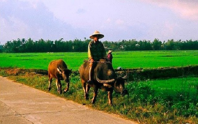 mieng-thit-trau-mat-tich-cau-chuyen-nhan-van-sau-sac-0