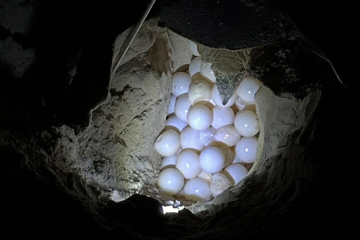 Tổ trứng con vích vừa đẻ. Ảnh: Vườn quốc gia Côn Đảo