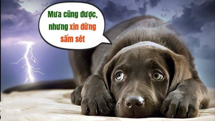 Vì sao chó thường sợ sấm sét