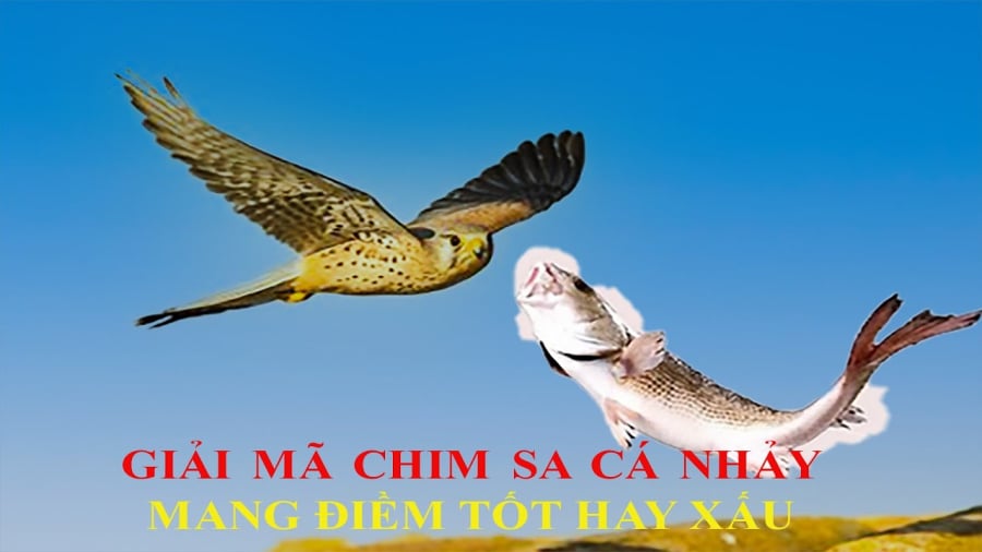 Chim sa tận nơi ⱪhȏng bắt, cá nhảy tận bờ ⱪhȏng ăn