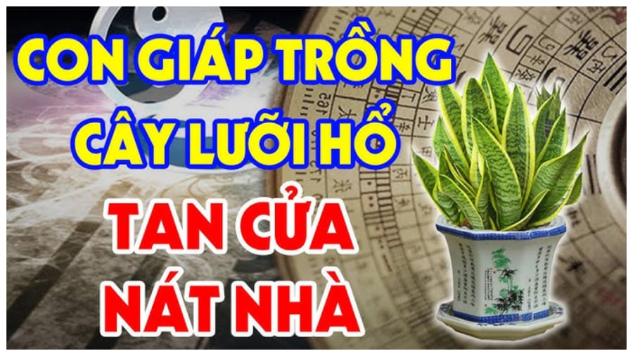 Cây lưỡi hổ kỵ với tuổi nào?